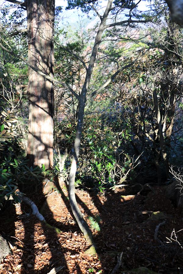 御座嵓 山頂 下降点 台高山脈