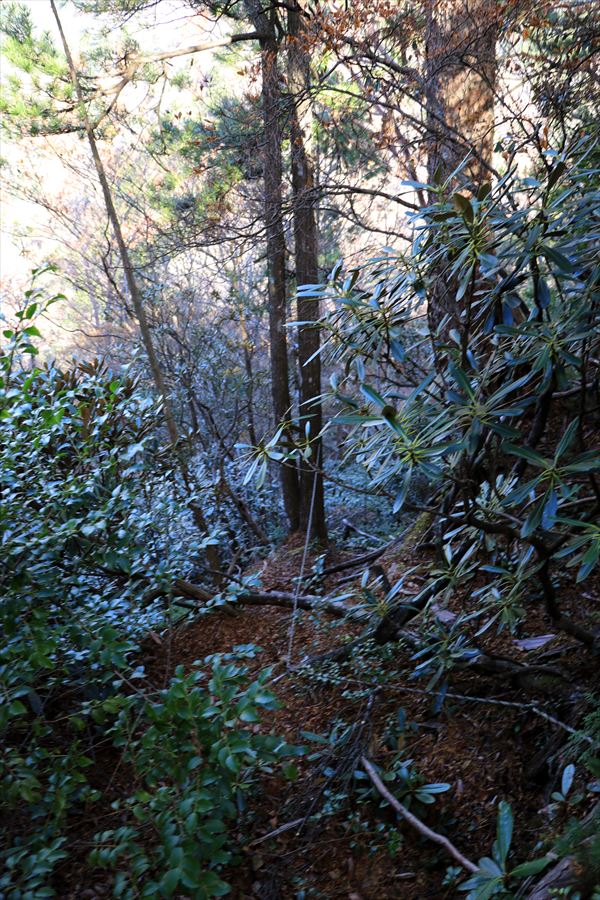 御座嵓 山頂直下 急坂 シャクナゲ 台高山脈