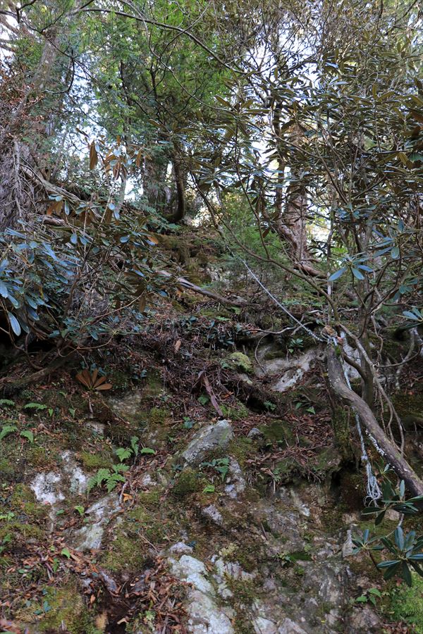 御座嵓 山頂直下 急坂 岩場 台高山脈