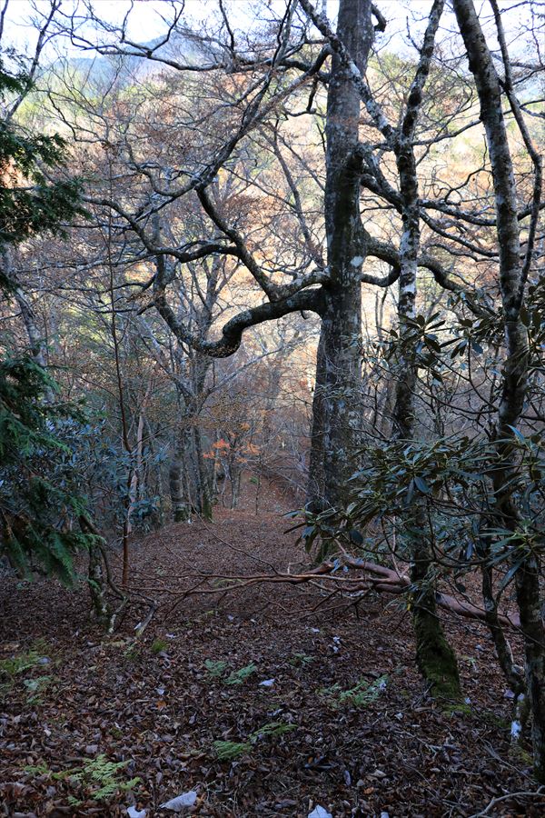 御座嵓 引水サコ 下り坂 樹林帯 台高山脈