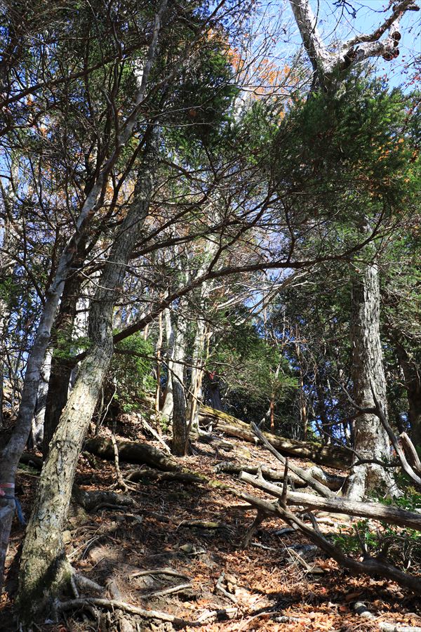 引水サコ 急登 樹林帯 台高山脈