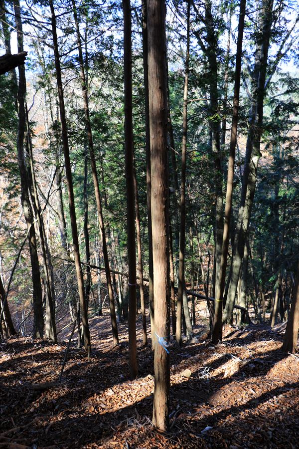 引水サコ 振子辻 植林 台高山脈