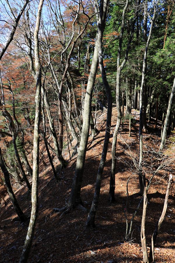 引水サコ 振子辻 樹林帯 アップダウン 台高山脈