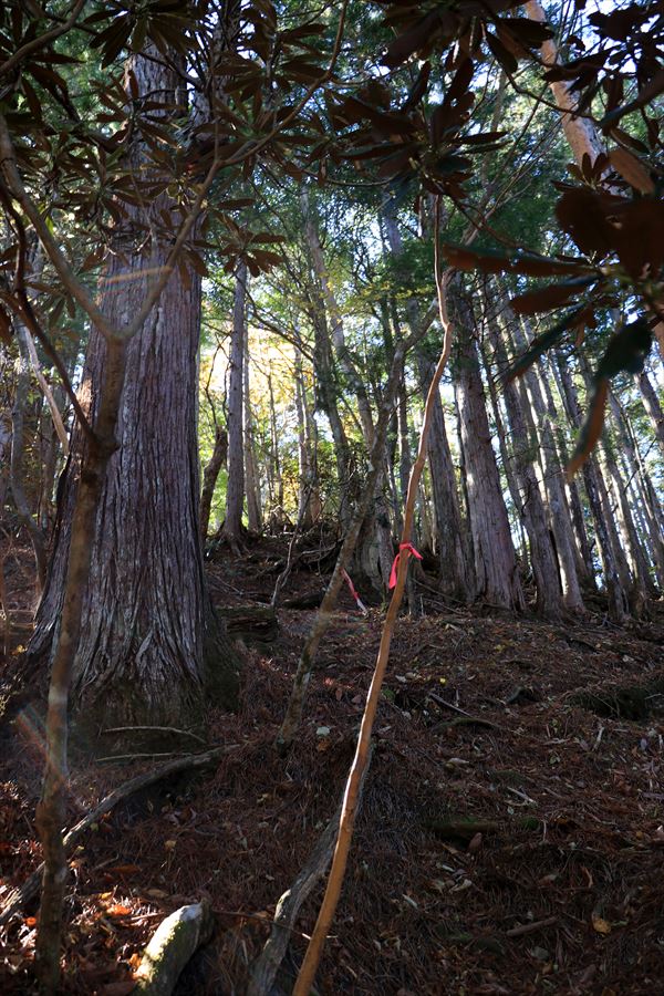 引水サコ 振子辻 樹林帯 急登 マーキング 台高山脈