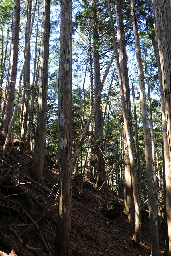引水サコ 振子辻 樹林帯 急登 植林 台高山脈