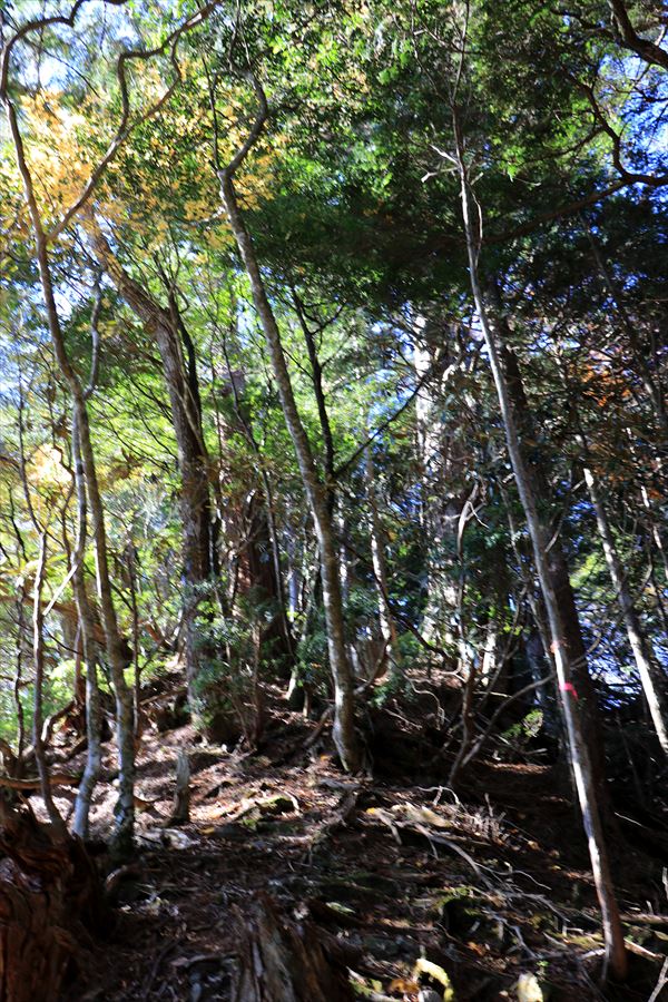 引水サコ 振子辻 樹林帯 急登 薄暗い 台高山脈