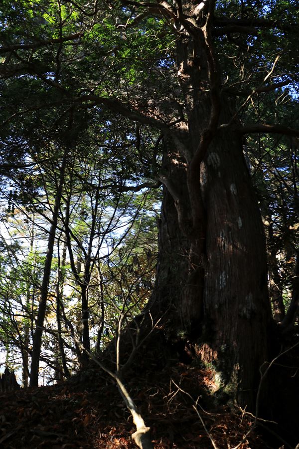 引水サコ 振子辻 樹林帯 急登 巨木 台高山脈