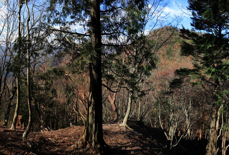 振子辻 ピーク 展望 紅葉 台高山脈