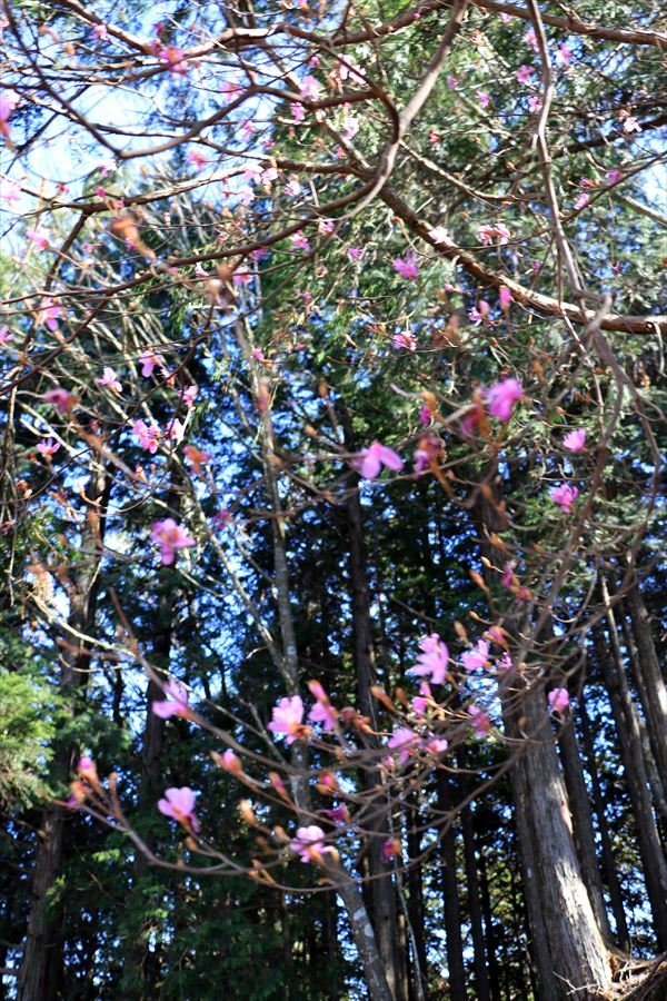 引水サコ 振子辻 ツツジ 台高山脈