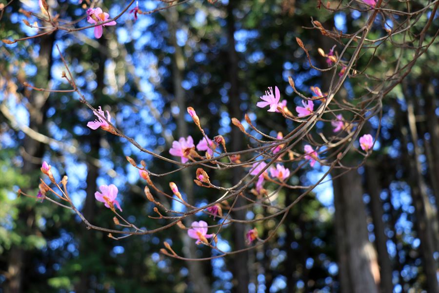 引水サコ 振子辻 ツツジ 晩秋 台高山脈
