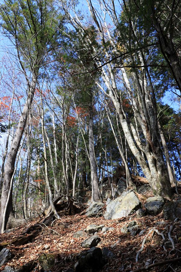 振子辻 直下 急登 きつい 台高山脈