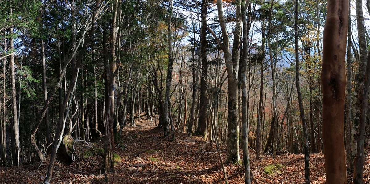 振子辻 直下 登山道 平坦 尾根 台高山脈