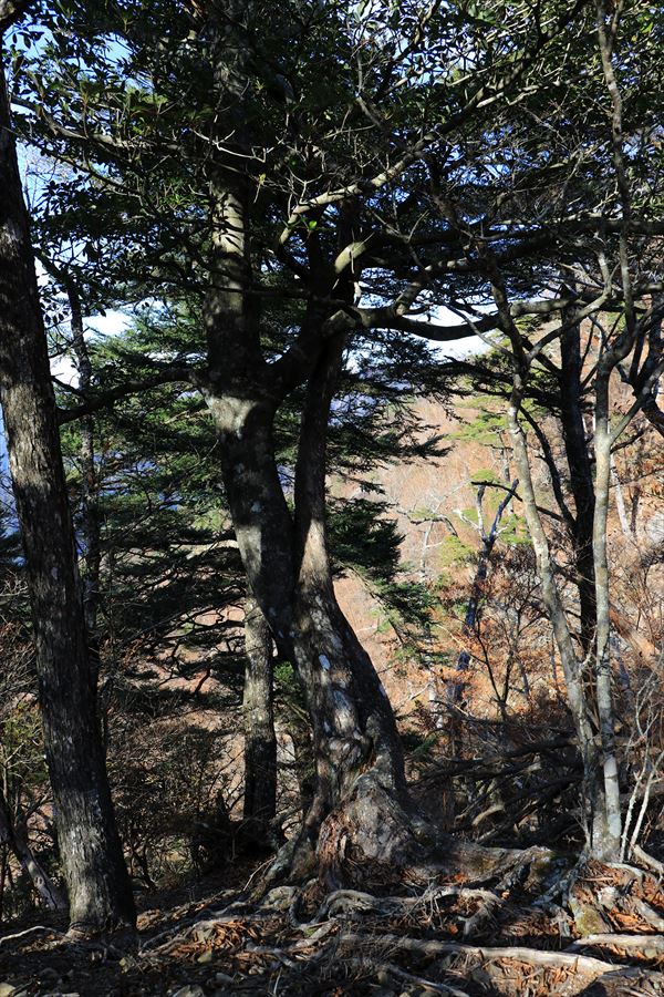杉又高 振子辻 父ヶ谷ノ高 アップダウン 樹林帯 台高山脈