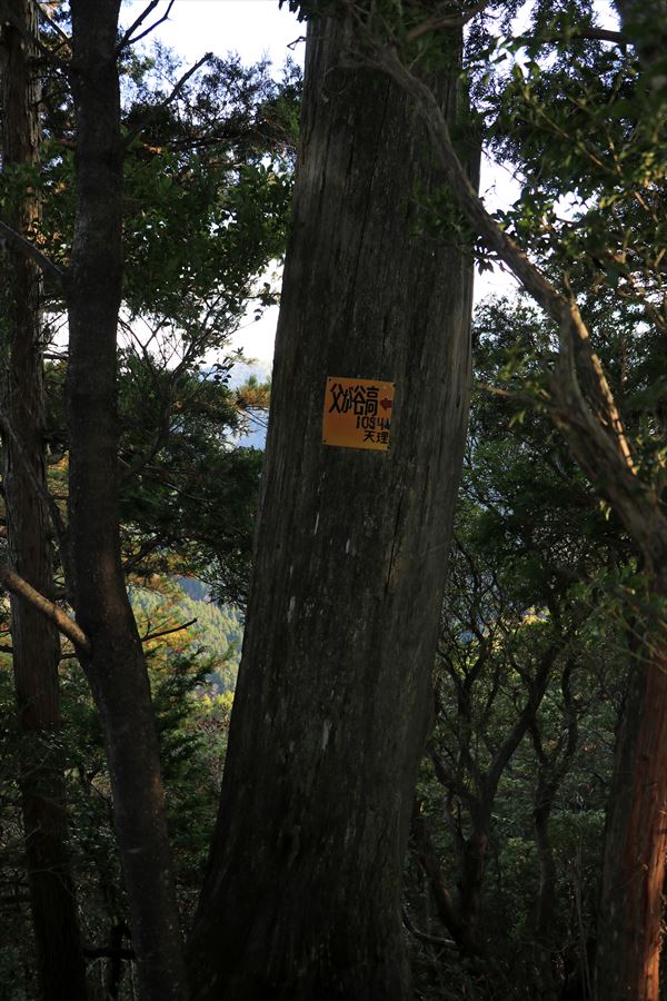 杉又高 父ヶ谷ノ高 看板 樹林帯 台高山脈