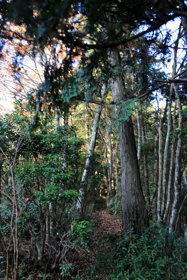 杉又高 父ヶ谷ノ高 樹林帯 廃道 台高山脈