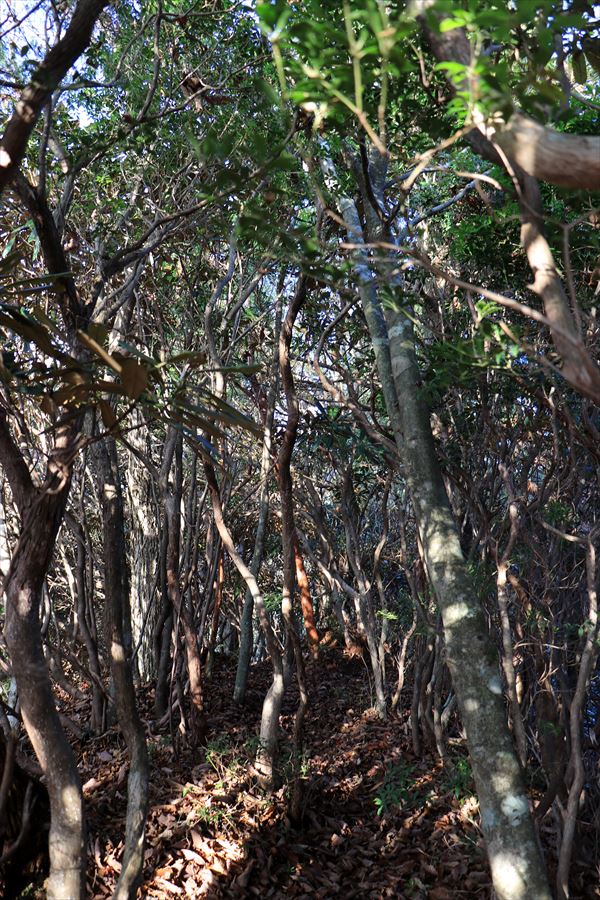 杉又高 父ヶ谷ノ高 樹林帯 廃道 灌木漕ぎ 台高山脈