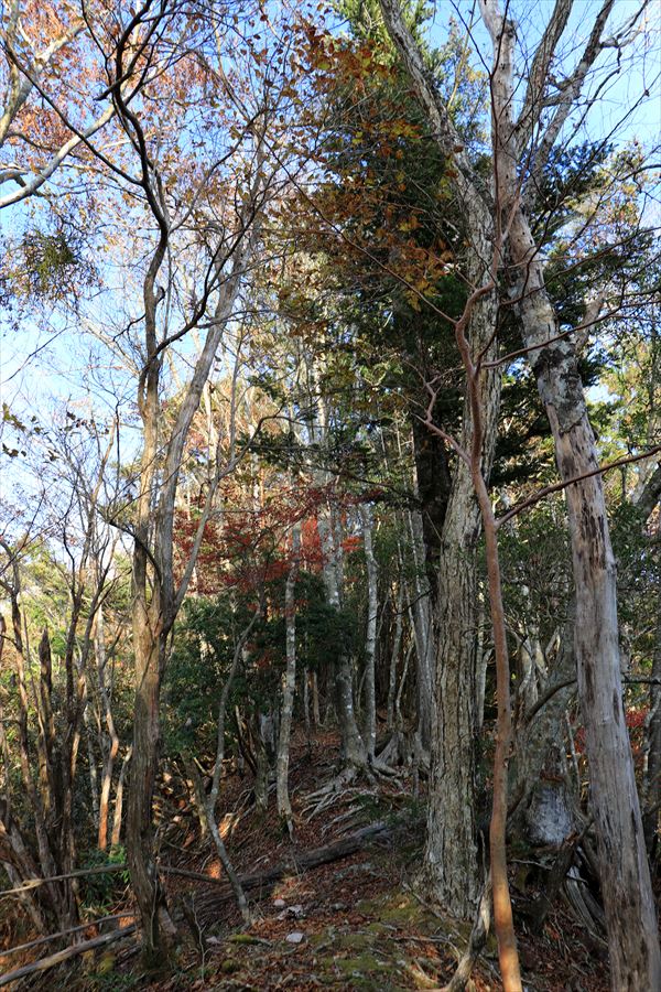 杉又高 父ヶ谷ノ高 登山道 尾根 台高山脈