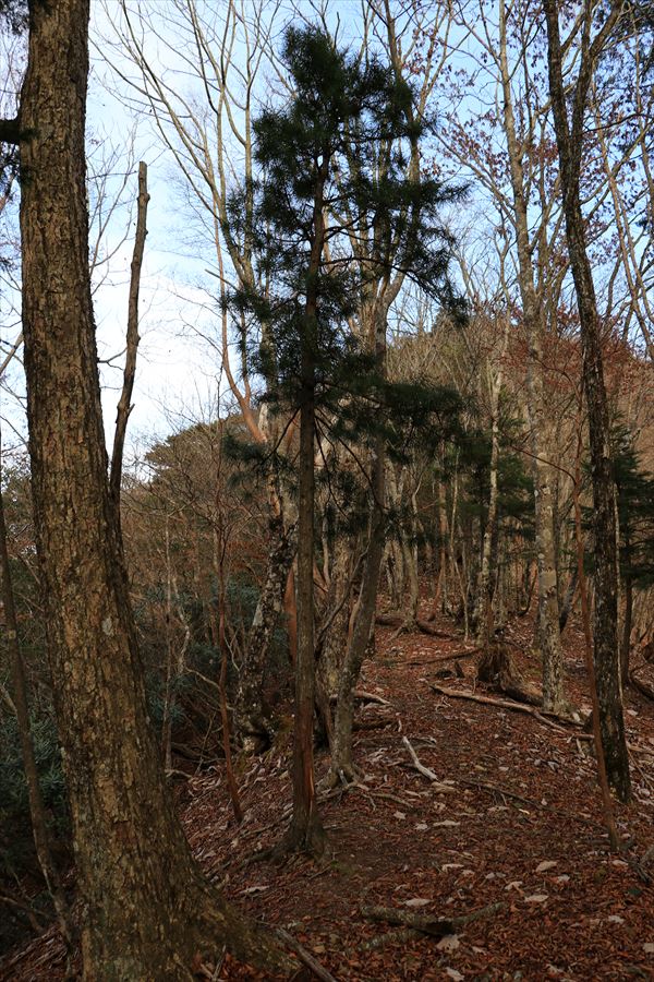杉又高 父ヶ谷ノ高 登山道 尾根 廃道 台高山脈