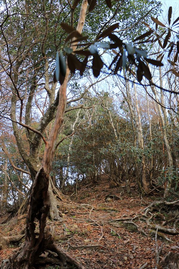 父ヶ谷ノ高 直下 急登 樹林帯 台高山脈