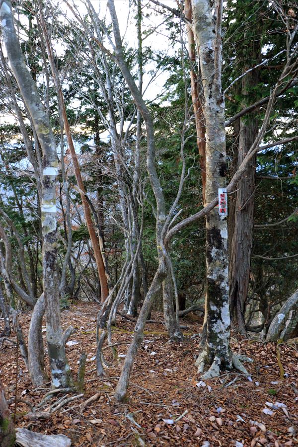 父ヶ谷ノ高 山頂 看板 台高山脈