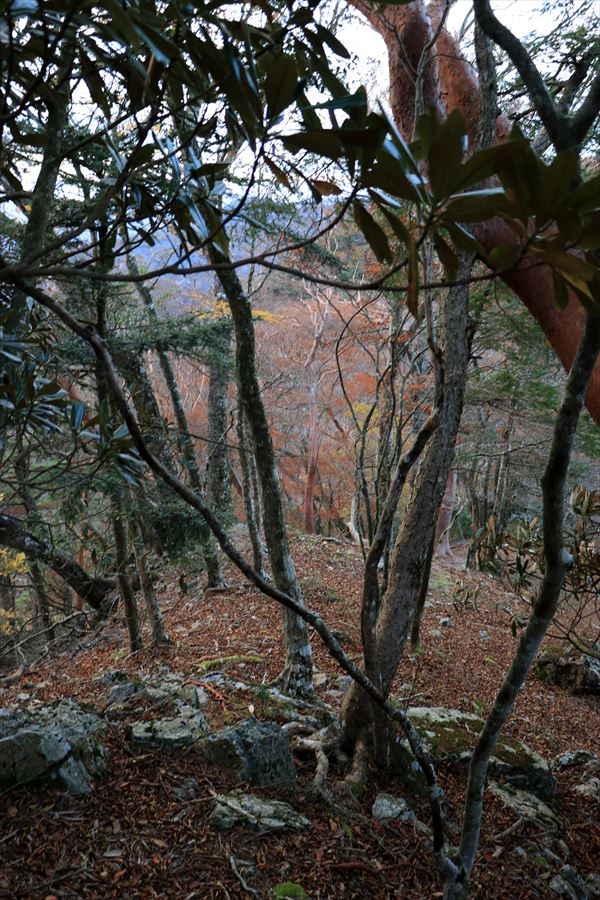 ブナノ平 三之公雨量観測所 尾根 夕方 台高山脈