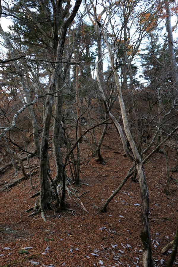 ブナノ平 三之公雨量観測所 尾根 夕方 平坦地 台高山脈
