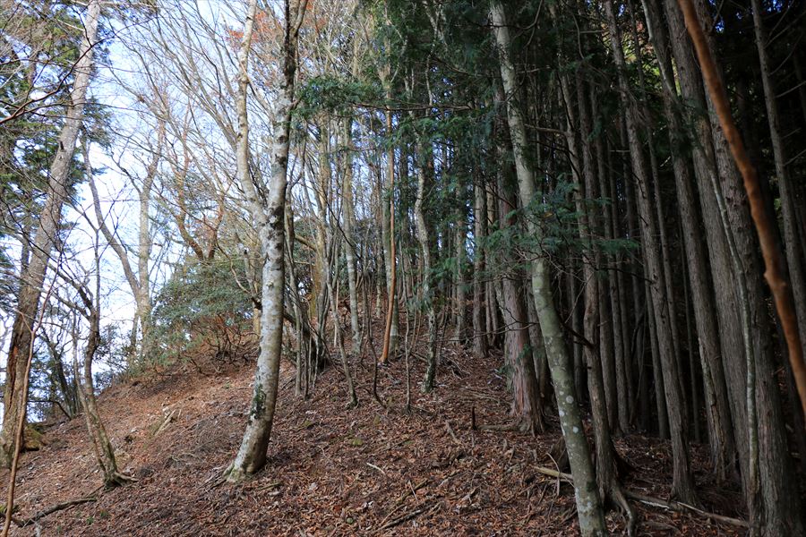 杉又高 直下 登り 台高山脈