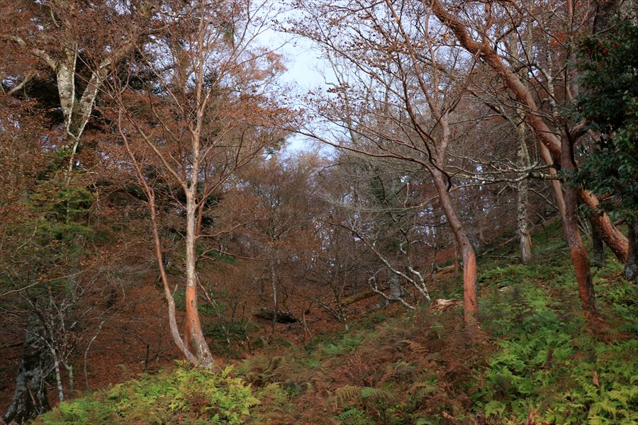 三之公雨量観測所 藪漕ぎ ブナ平 台高山脈