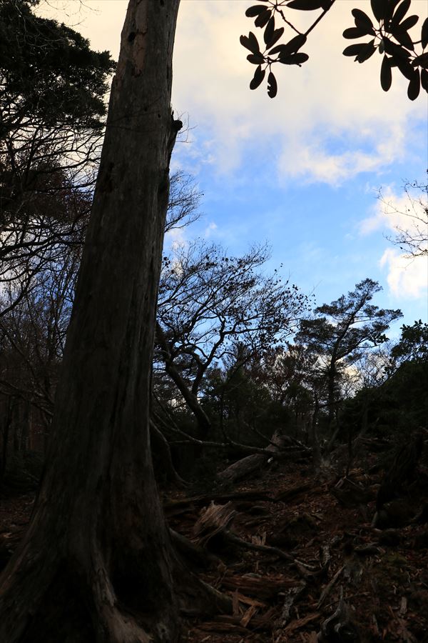 三之公雨量観測所 ブナ平 急登 青空 台高山脈