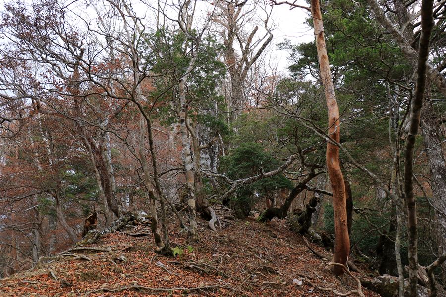 三之公雨量観測所 湯谷ノ頭 尾根 倒木 難路 台高山脈