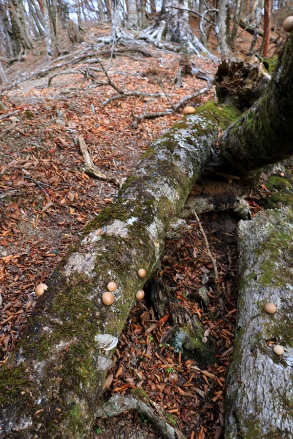 三之公雨量観測所 湯谷ノ頭 尾根 倒木 キノコ 台高山脈