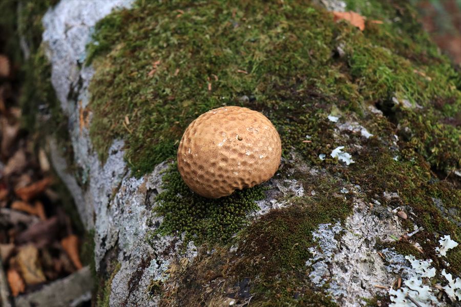 三之公雨量観測所 湯谷ノ頭 丸いキノコ 台高山脈
