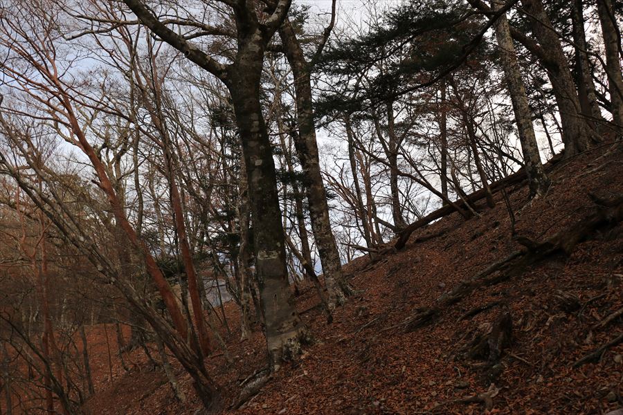 三之公雨量観測所 湯谷ノ頭 トラバース 晩秋 台高山脈