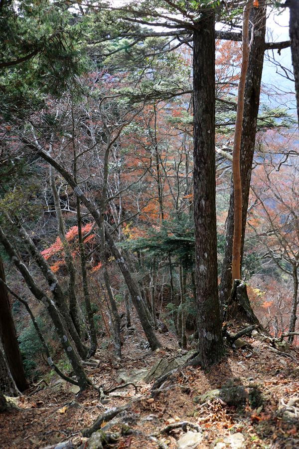 湯谷ノ頭 直下 急坂 岩稜 台高山脈