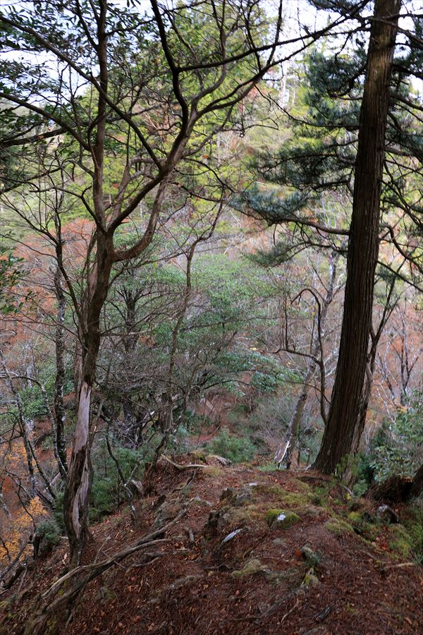 湯谷ノ頭 山頂 崖 迂回 台高山脈