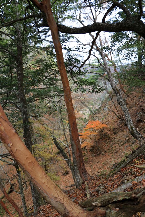湯谷ノ頭 山頂 トラバース 迂回 急斜面 台高山脈