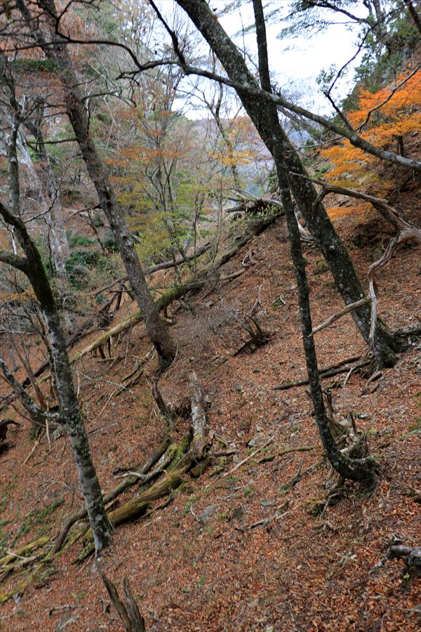 湯谷ノ頭 山頂 トラバース 迂回 急斜面 ザレ場 台高山脈