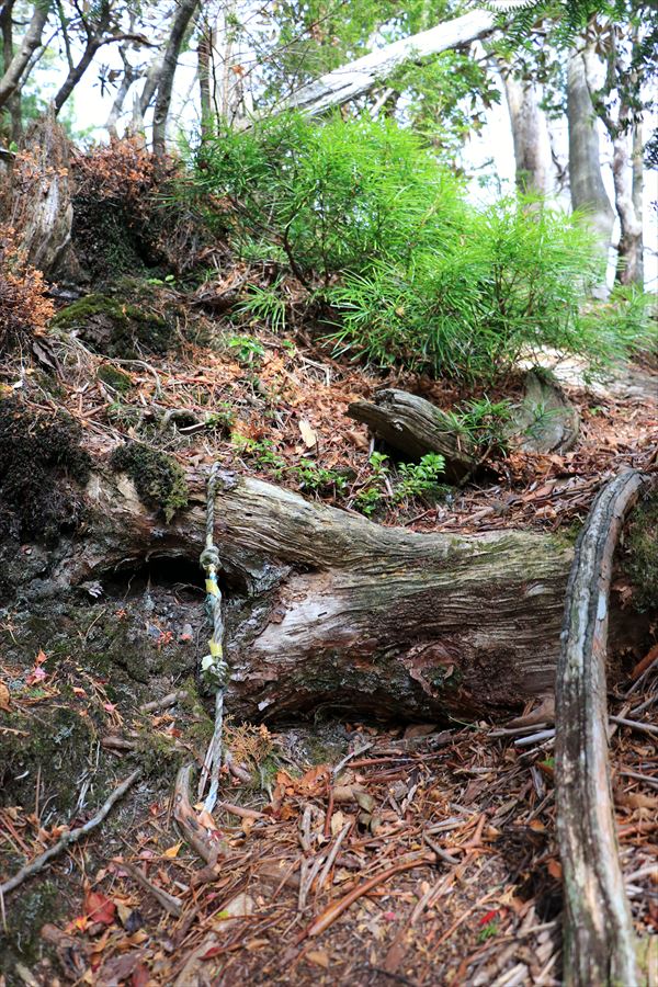 湯谷ノ頭 山ノ神ノ頭 登り返し 急登 千切れたロープ 台高山脈