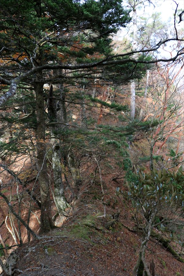 湯谷ノ頭 山ノ神ノ頭 尾根 悪路 台高山脈