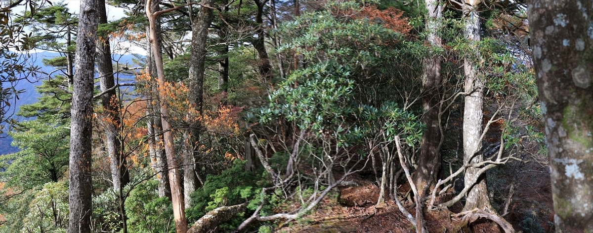 湯谷ノ頭 山ノ神ノ頭 尾根 藪漕ぎ 台高山脈