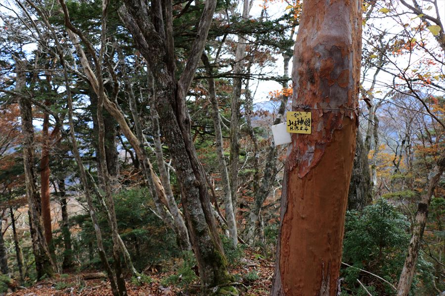 山ノ神ノ頭 山頂 看板 小さい 台高山脈