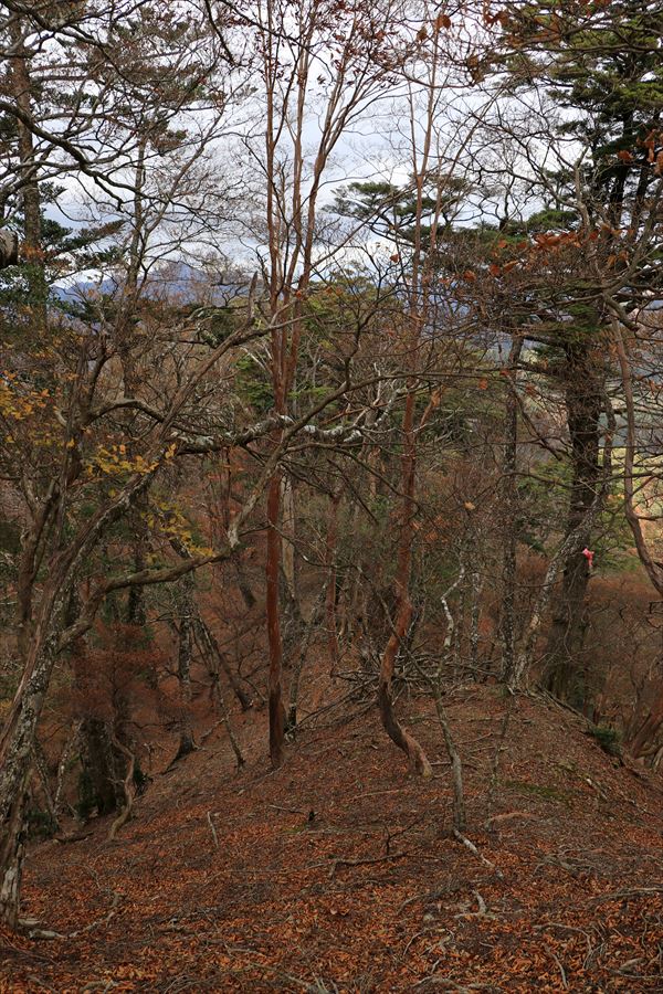 山ノ神ノ頭 山頂 直下 テープ 道迷い 台高山脈