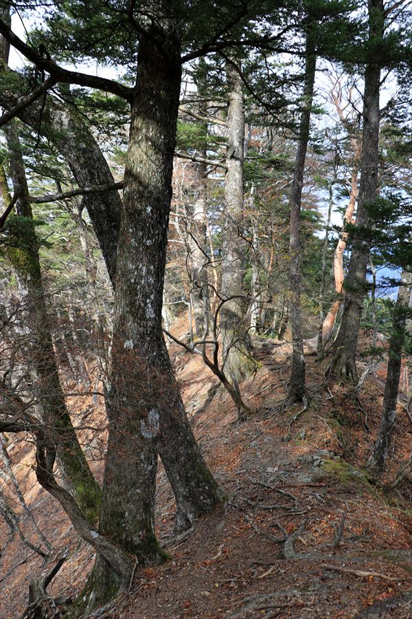 山ノ神ノ頭 山頂 直下 尾根 道迷い 台高山脈