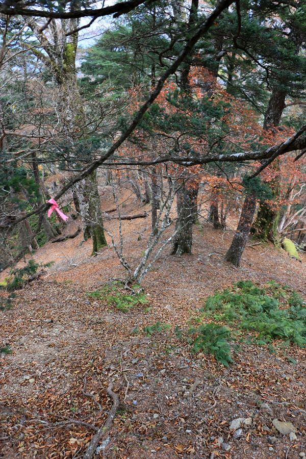 山ノ神ノ頭 山頂 直下 尾根 テープ 道迷い 台高山脈