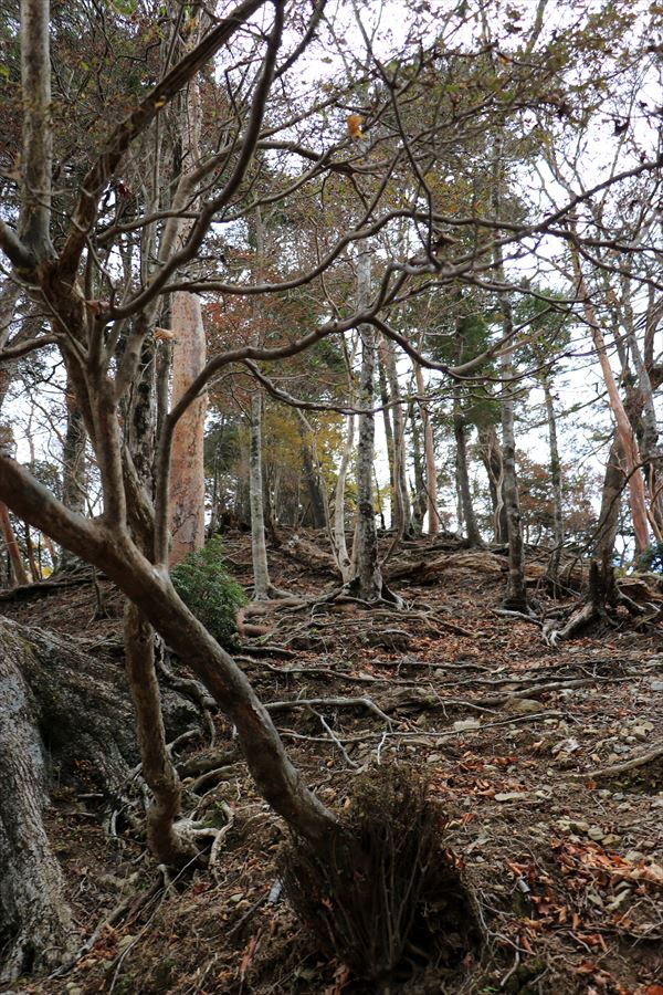 山ノ神ノ頭 カコウキ越 急登 台高山脈