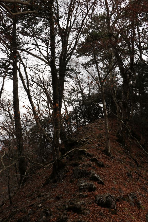 山ノ神ノ頭 カコウキ越 急登 痩せ尾根 台高山脈