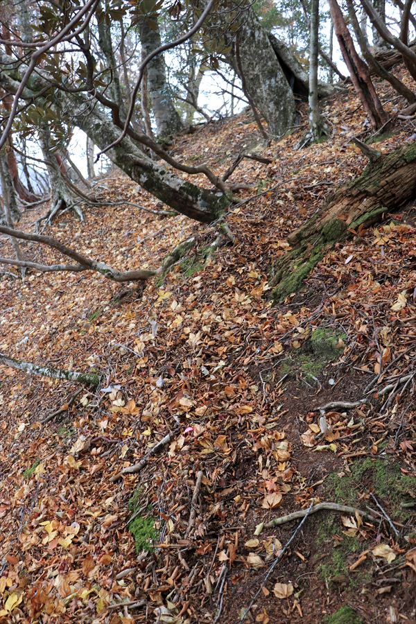 山ノ神ノ頭 カコウキ越 トラバース 台高山脈