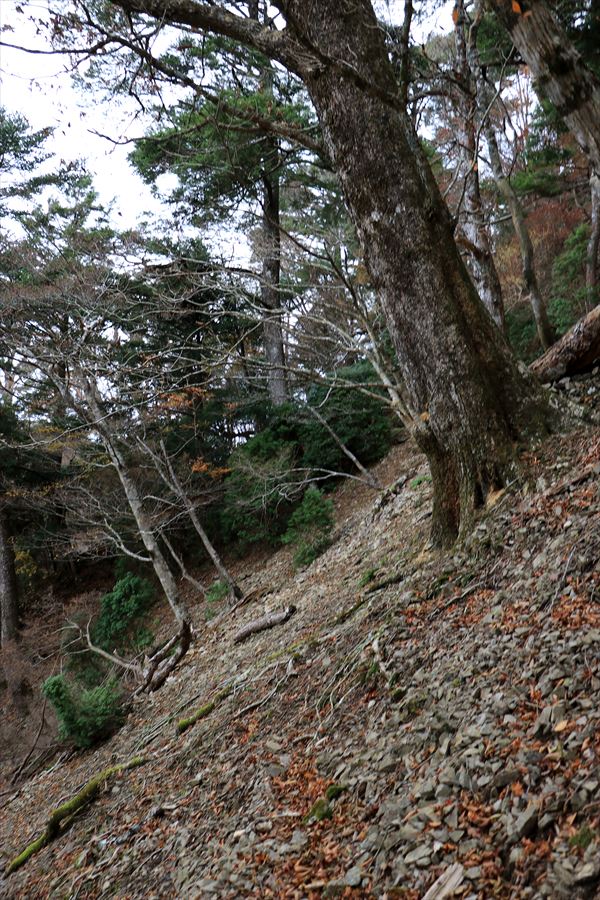 カコウキ越 地池越 トラバース ザレ場 台高山脈