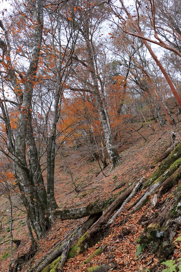 カコウキ越 地池越 トラバース 倒木 台高山脈