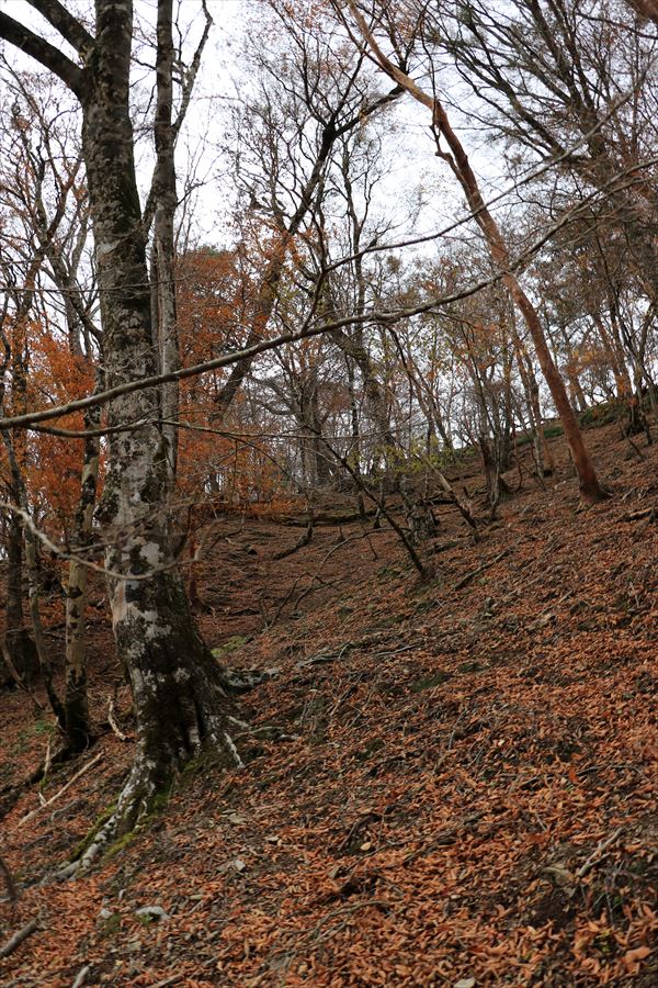 カコウキ越 地池越 トラバース 急登 台高山脈